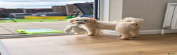 Cavapoo dogs for sale: Beautiful female Cavapoo - Advert 1