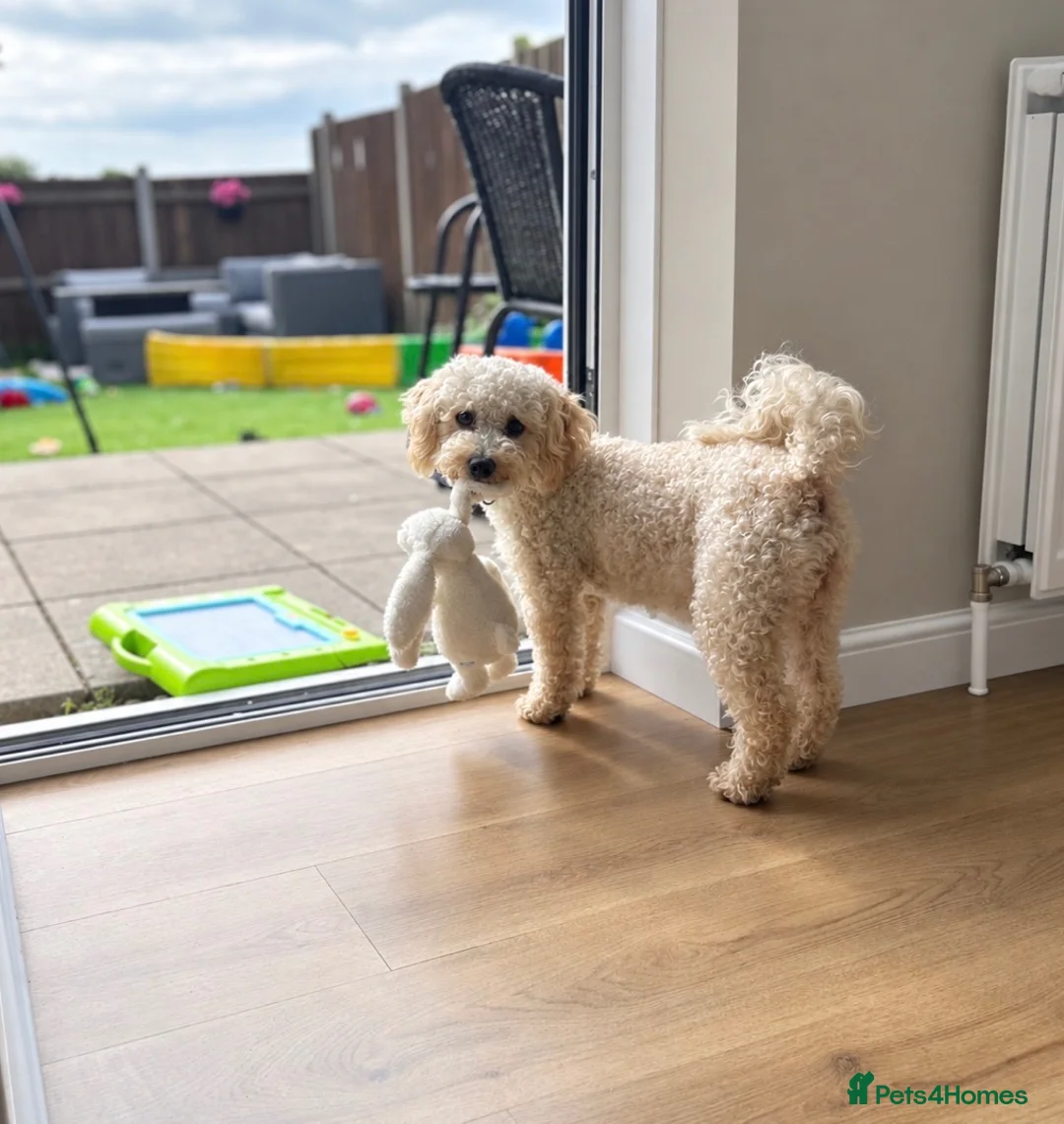Cavapoo dogs for sale: Beautiful female Cavapoo - Advert 1