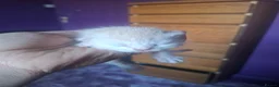 Mixed Breed cats for sale: 10 stunning kittens - Advert 10