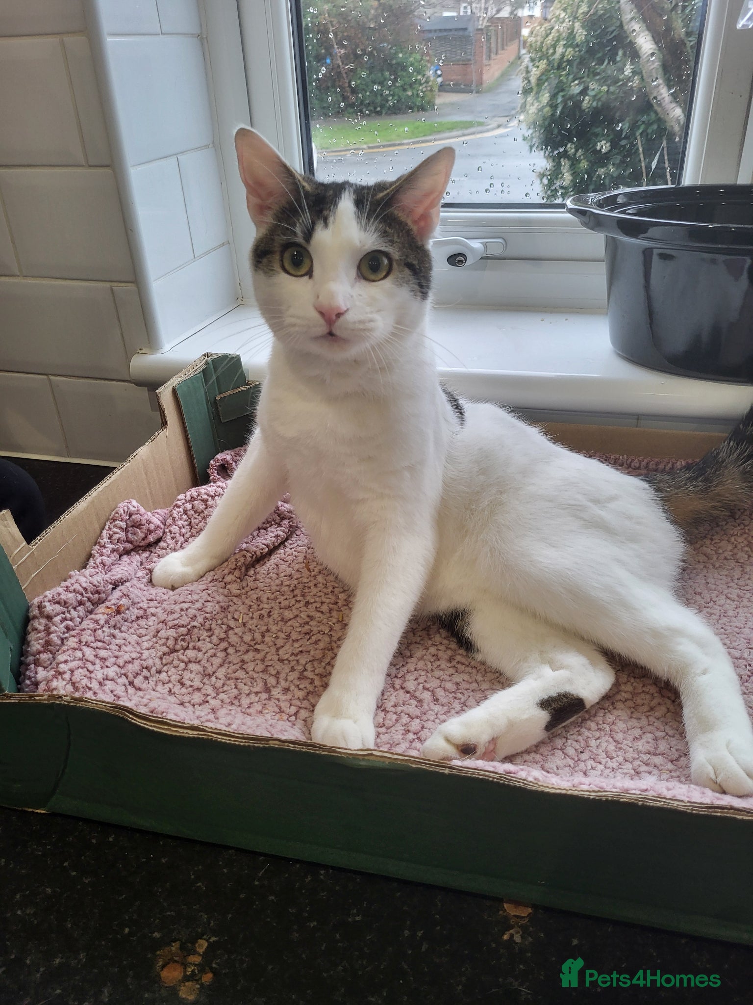 Mixed Breed cats Rocky - Advert 1