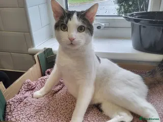 Mixed Breed cats Rocky - Advert 1