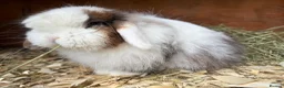 Cashmere Lop rabbits for sale: Male cashmere lop - Advert 2