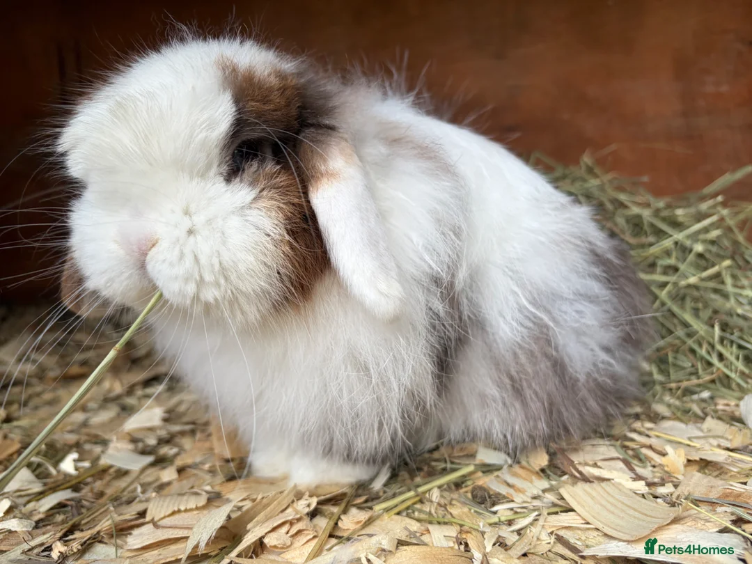 Cashmere Lop rabbits for sale: Male cashmere lop - Advert 2