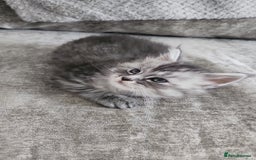 Maine Coon cats for sale: 2 female Maine coons  - Image 8