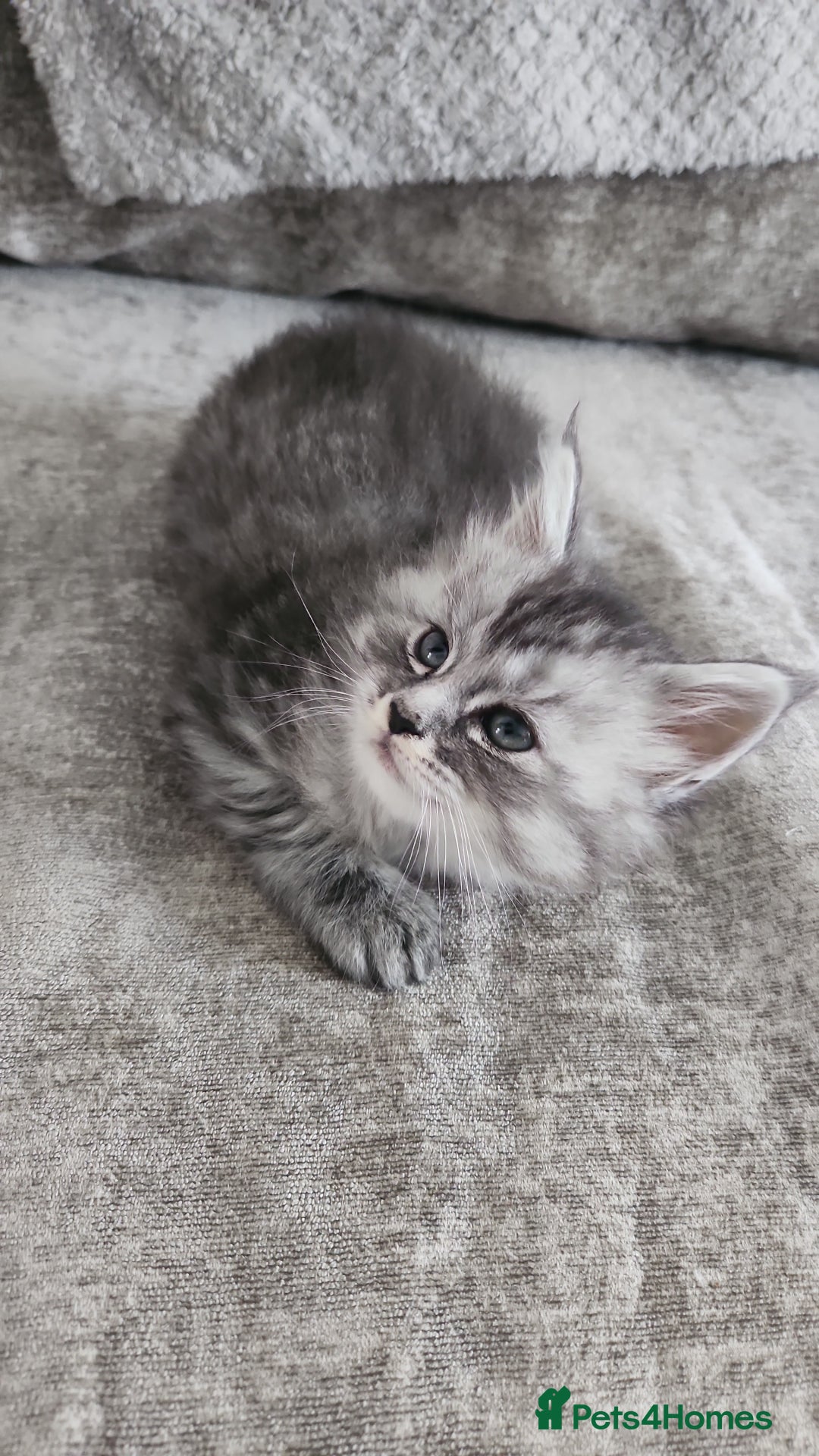 Maine Coon cats for sale: 2 female Maine coons  - Image 8