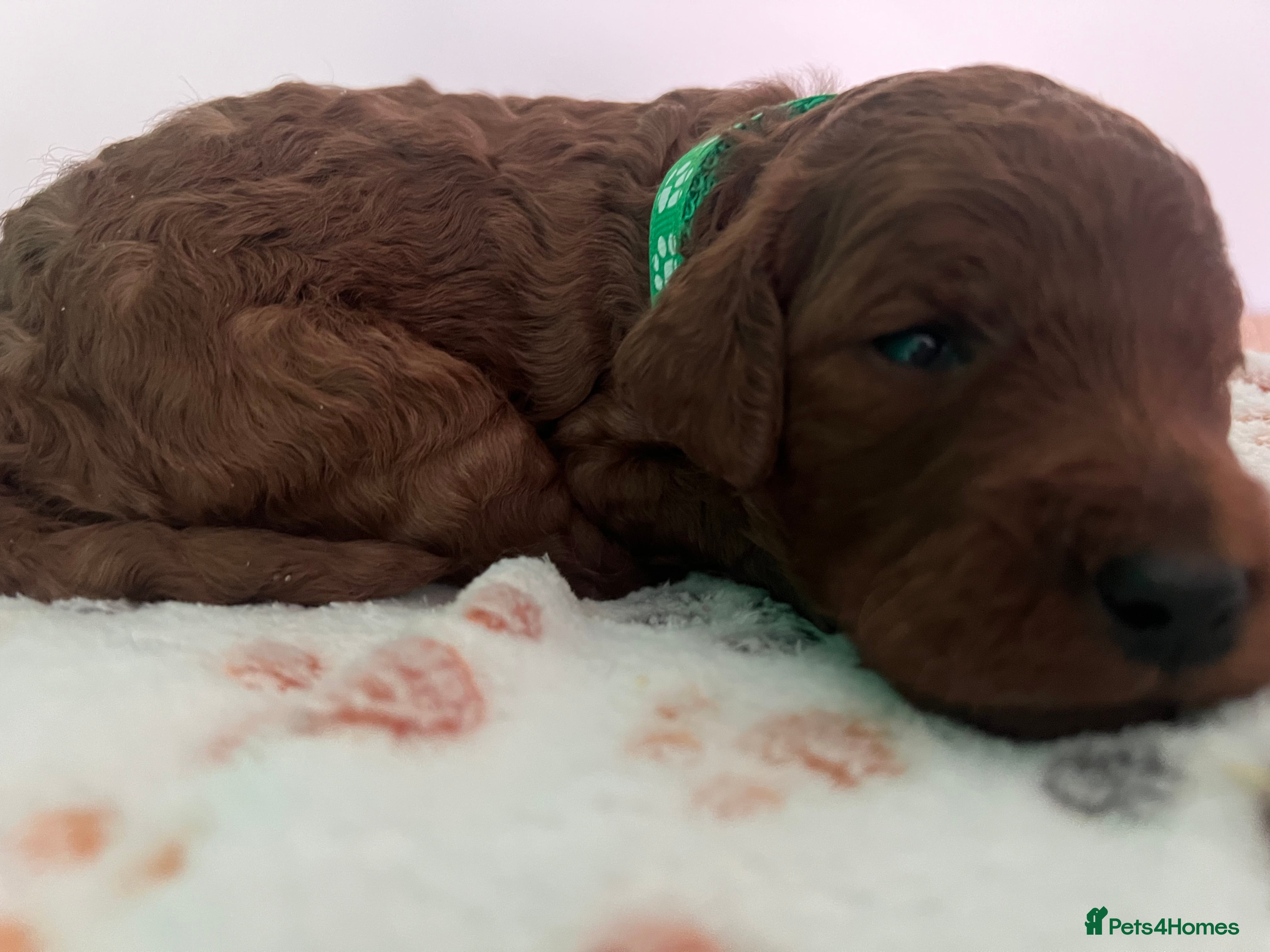 Irish Doodle dogs F1B Miniature Irishdoodles fully tested parents  - Advert 1