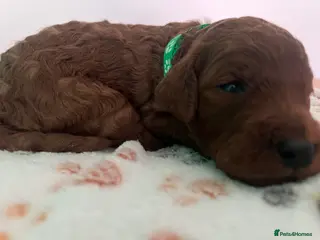 Irish Doodle dogs F1B Miniature Irishdoodles fully tested parents - Advert 3