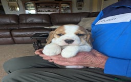 Beagle dogs for sale: Beagle  - Image 4