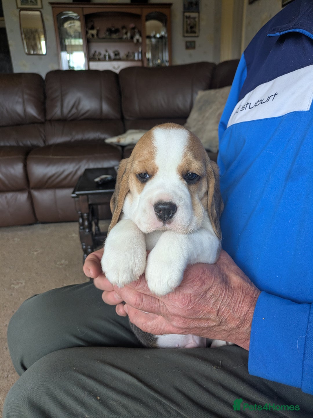 Beagle dogs for sale: Beagle  - Image 4