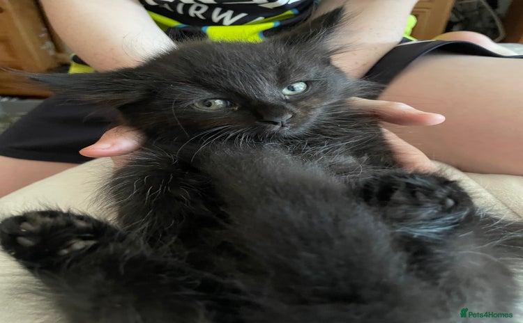 Domestic Shorthair cats - Advert 2