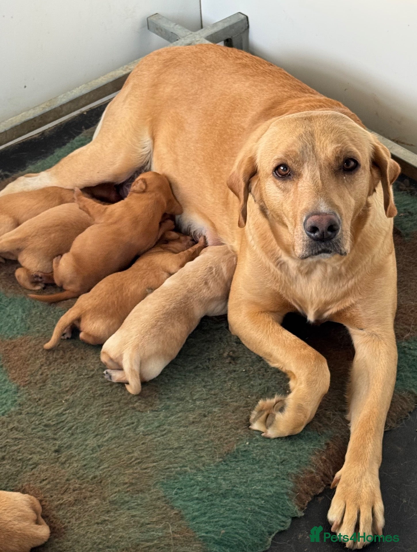 Labrador Retriever dogs KC Labradors - parents health tested  - Advert 1