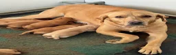 Labrador Retriever dogs for sale: KC Labradors - parents health tested  - Advert 4