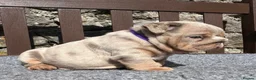 English Bulldog dogs for sale: Beautiful English bulldog puppies - Advert 21