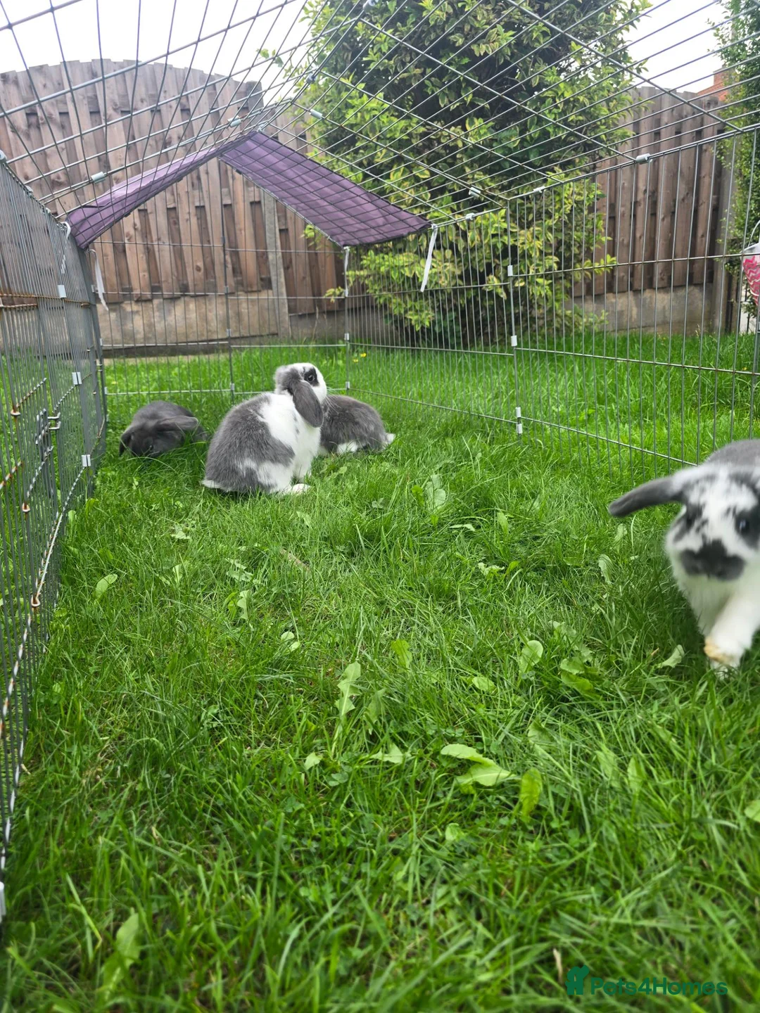Mini Lop rabbits for sale: Mini lops, Grey & White, 2x Boys & 3x Girls - Advert 2
