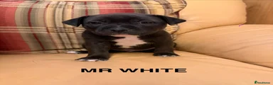 Mr White