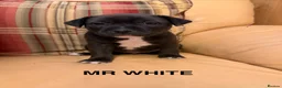 Staffordshire Bull Terrier dogs for sale: KC Reg/DNA Clear Brindle Staffordshire Puppies. - Advert 28