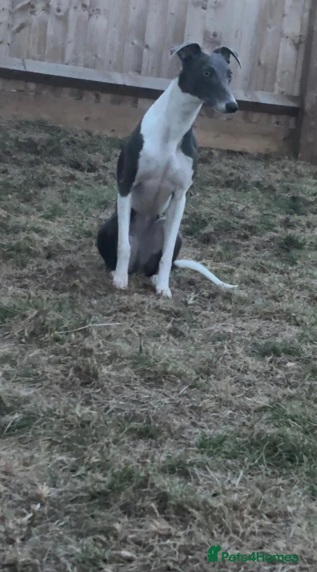 Whippet dogs for sale: Whippet puppies  - Advert 2