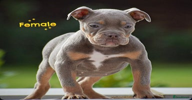 English Bulldog dogs - Advert 4