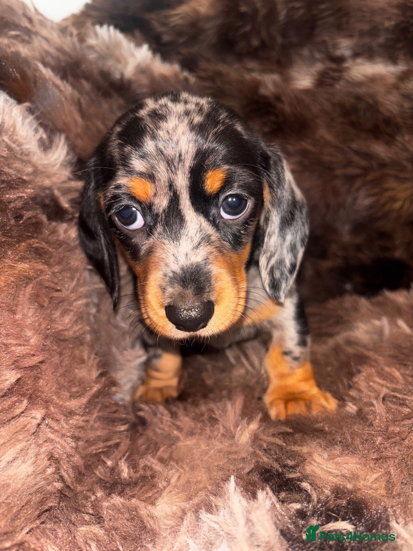 Miniature Dachshund dogs Miniature smooth coated Dacshund’s  - Advert 2