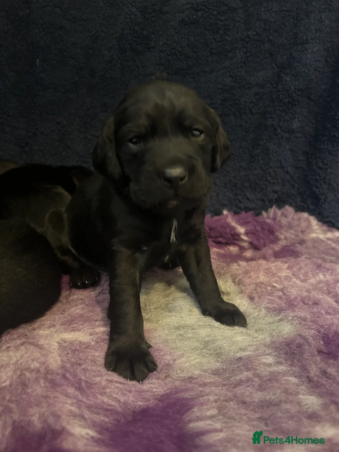 Springador dogs for sale: Springador puppies - Advert 2