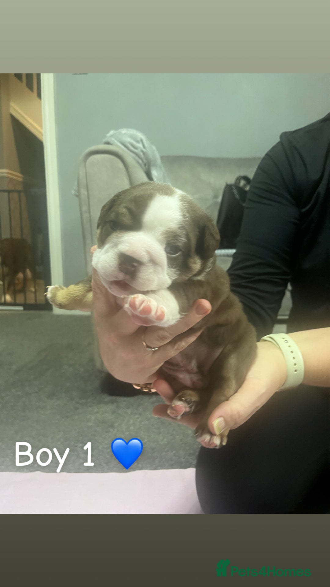 English Bulldog dogs for sale: 🐶 KC Registered English Bulldog Puppies 🐶 - Image 14