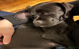 Mixed Breed dogs for sale: Buddy - Mixed breed.  - Image 2