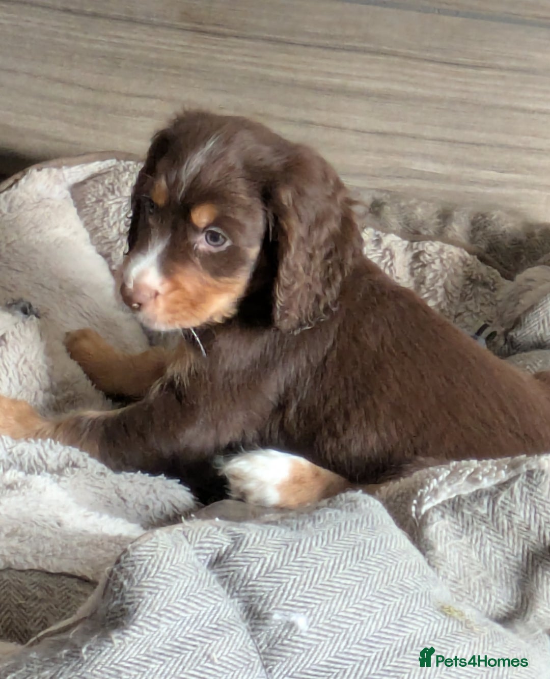 Cocker Spaniel dogs for sale: Chocolate/Chocolate Tan working cocker pups - Advert 18