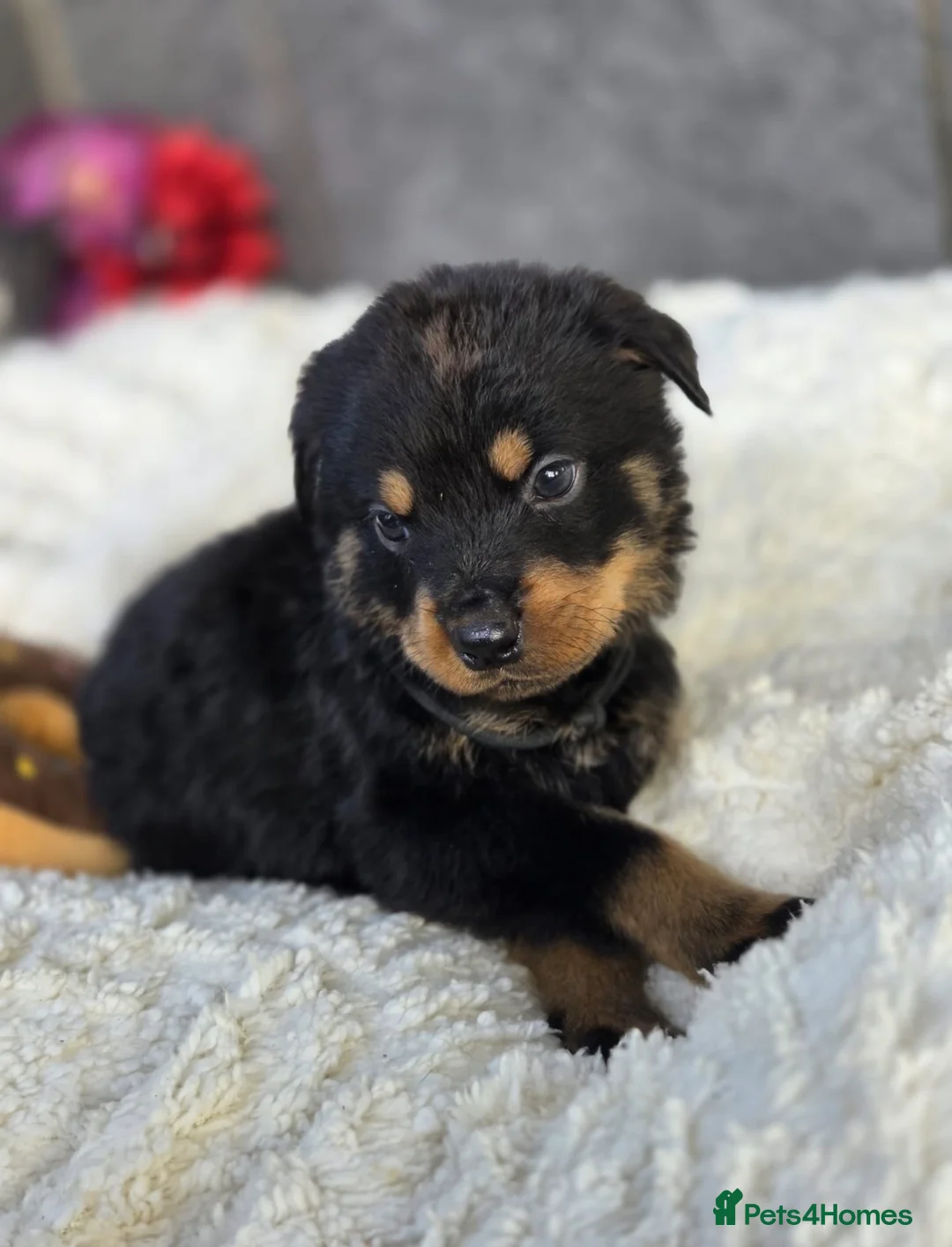 Rottweiler dogs for sale: Stunning Rottweiler pups - Advert 30