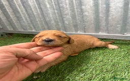 Mini Goldendoodle dogs for sale: Mini GoldenDoodle Puppies - Image 17