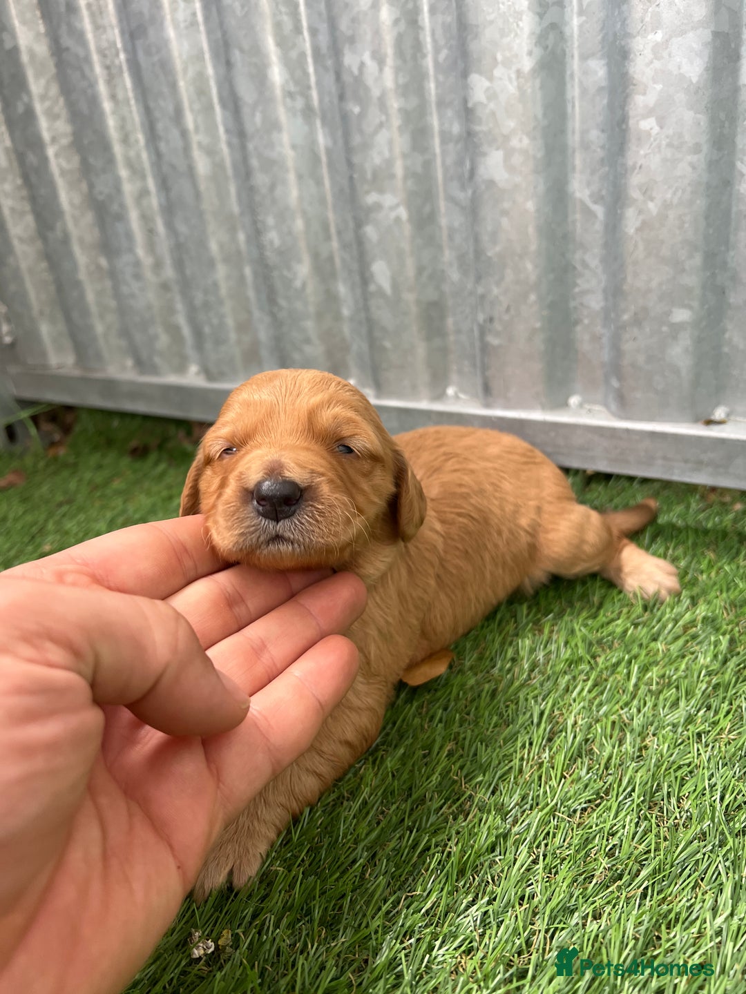 Mini Goldendoodle dogs for sale: Mini GoldenDoodle Puppies - Image 17