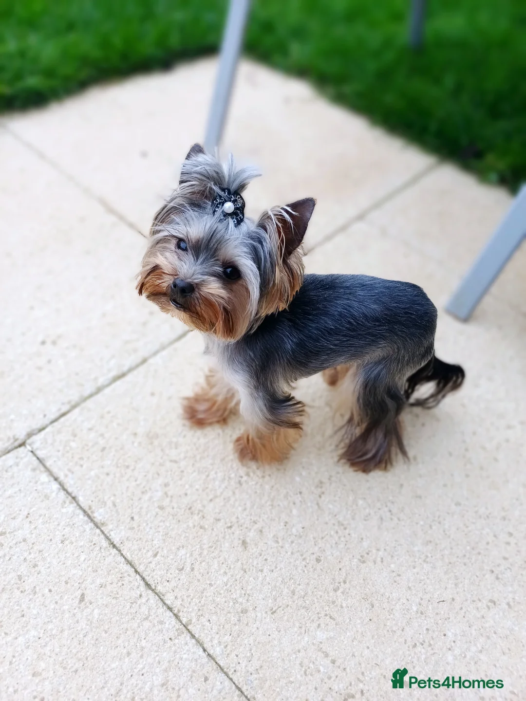 Yorkshire Terrier dogs for stud:  900grams !! The smallest cutest boy in Uk  in Bedford - Advert 28