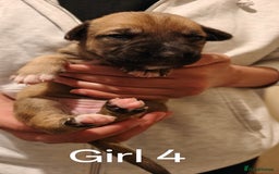 Mixed Breed dogs for sale: German Staffy Litter Available 12/10/25 - Image 4