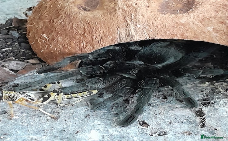Tarantulas invertebrates - Advert 3