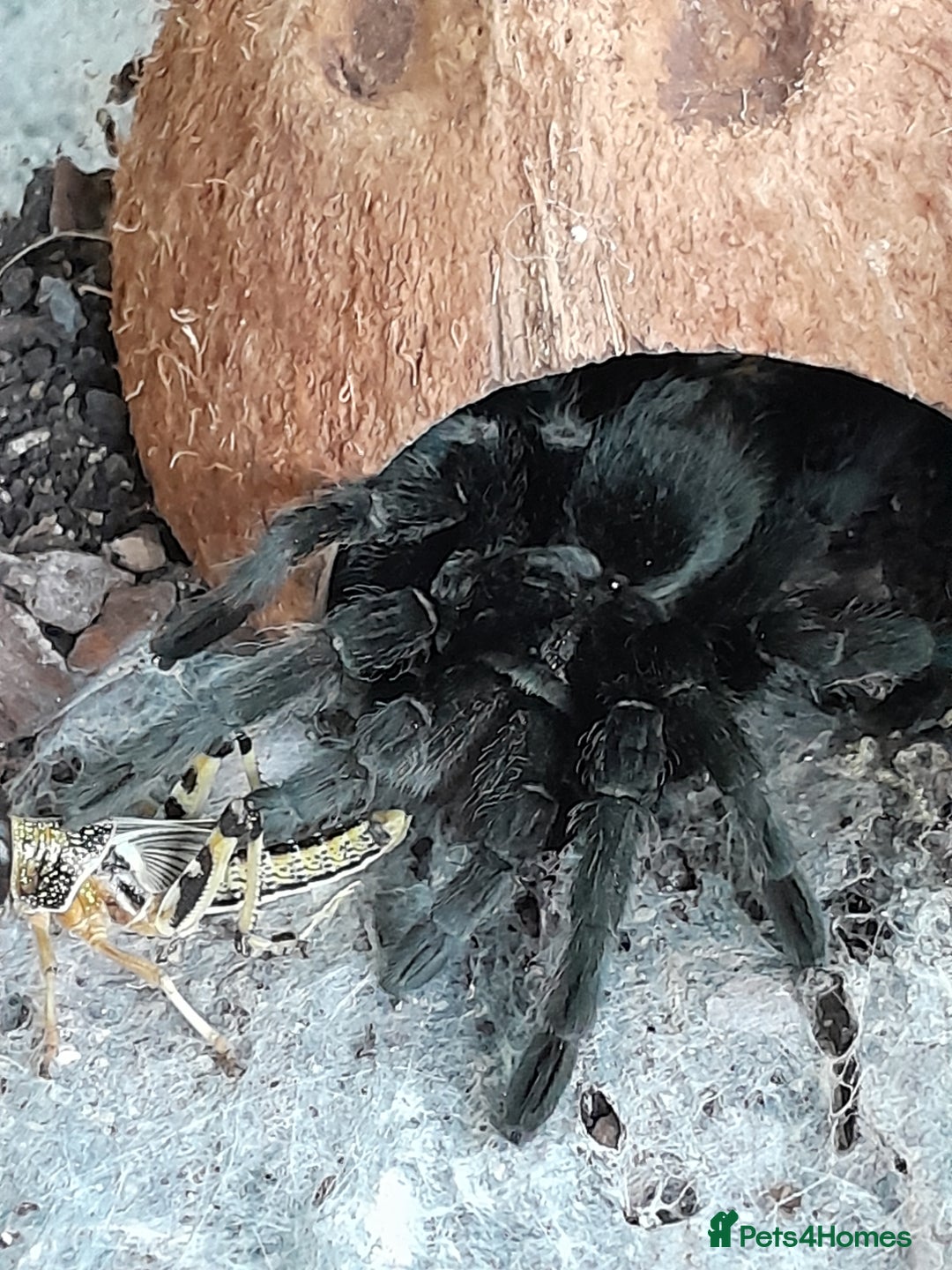 Tarantulas invertebrates for sale: Brazilian Black Sub Adult Female  - Image 1