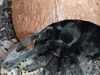 Tarantulas invertebrates - Advert 8