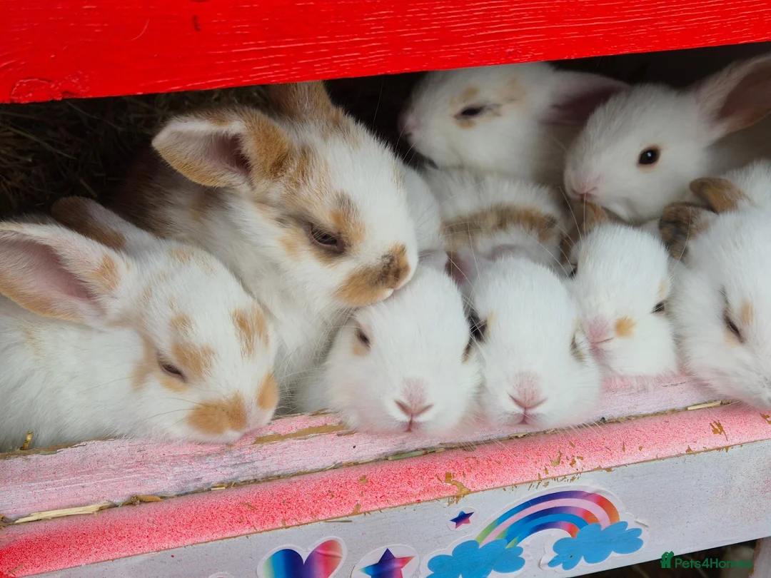 Mixed Breed rabbits for sale: 7 lovely mixed breed rabbits  - Advert 10