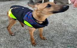 Mixed Breed dogs for adoption: Young pup Troy wants a forever home - Advert 1