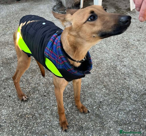 Mixed Breed dogs Young pup Troy wants a forever home - Advert 15