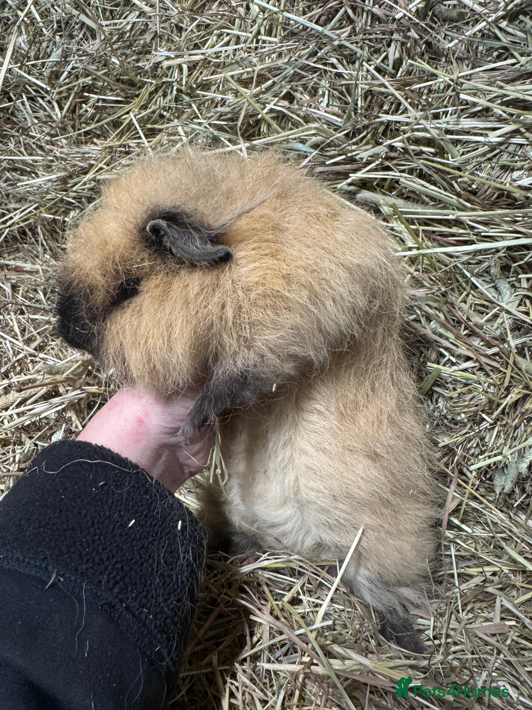 Guinea Pig rodents for sale: Bonded Swiss guinea pig boars - Advert 9