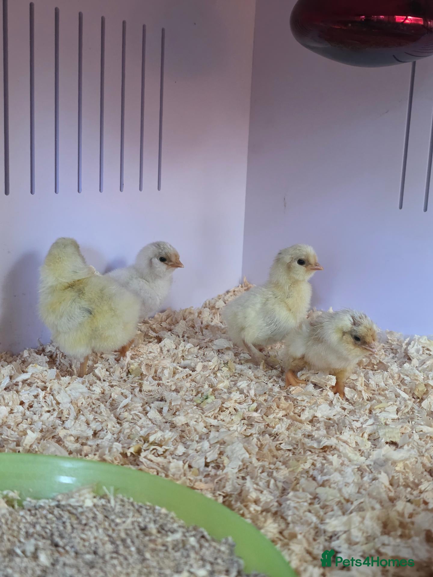 Chickens poultry Week old chicks available - Advert 2