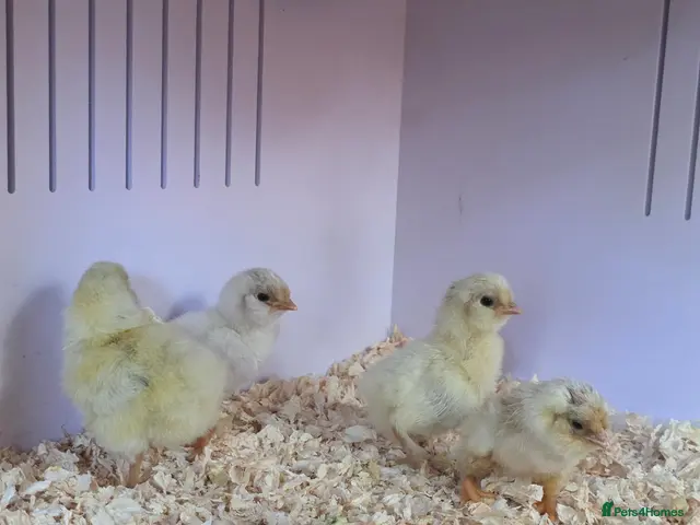 Chickens poultry Week old chicks available - Advert 2