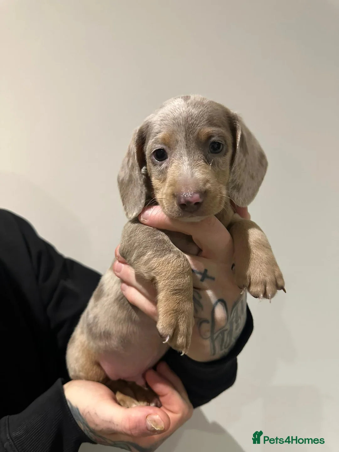 Miniature Dachshund dogs for sale: Mini dachshunds - Advert 17