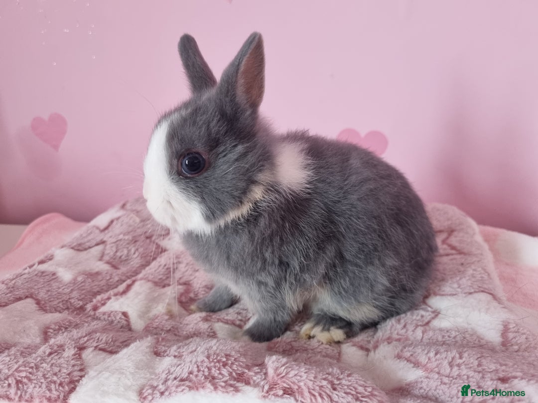 Netherland Dwarf rabbits for sale: Netherlands dwarf bunnies  - Image 9