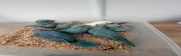 Ringnecks birds for sale: Beautiful Hand-Reared Baby Indian Ringnecks  - Advert 4