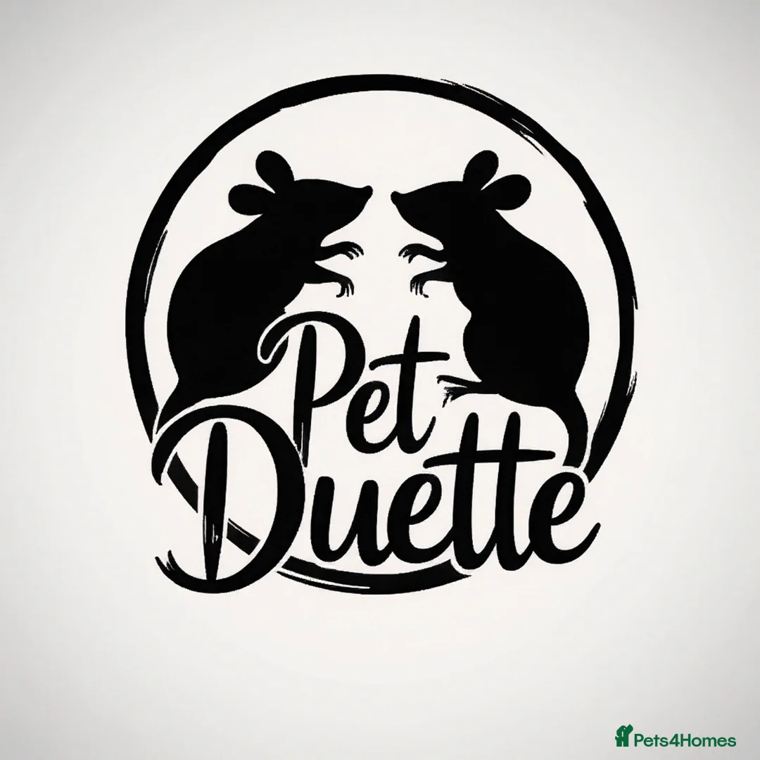 Rat rodents for sale: NOV: 18 Rats (2 Rats: 2 Girls Left) - Advert 1