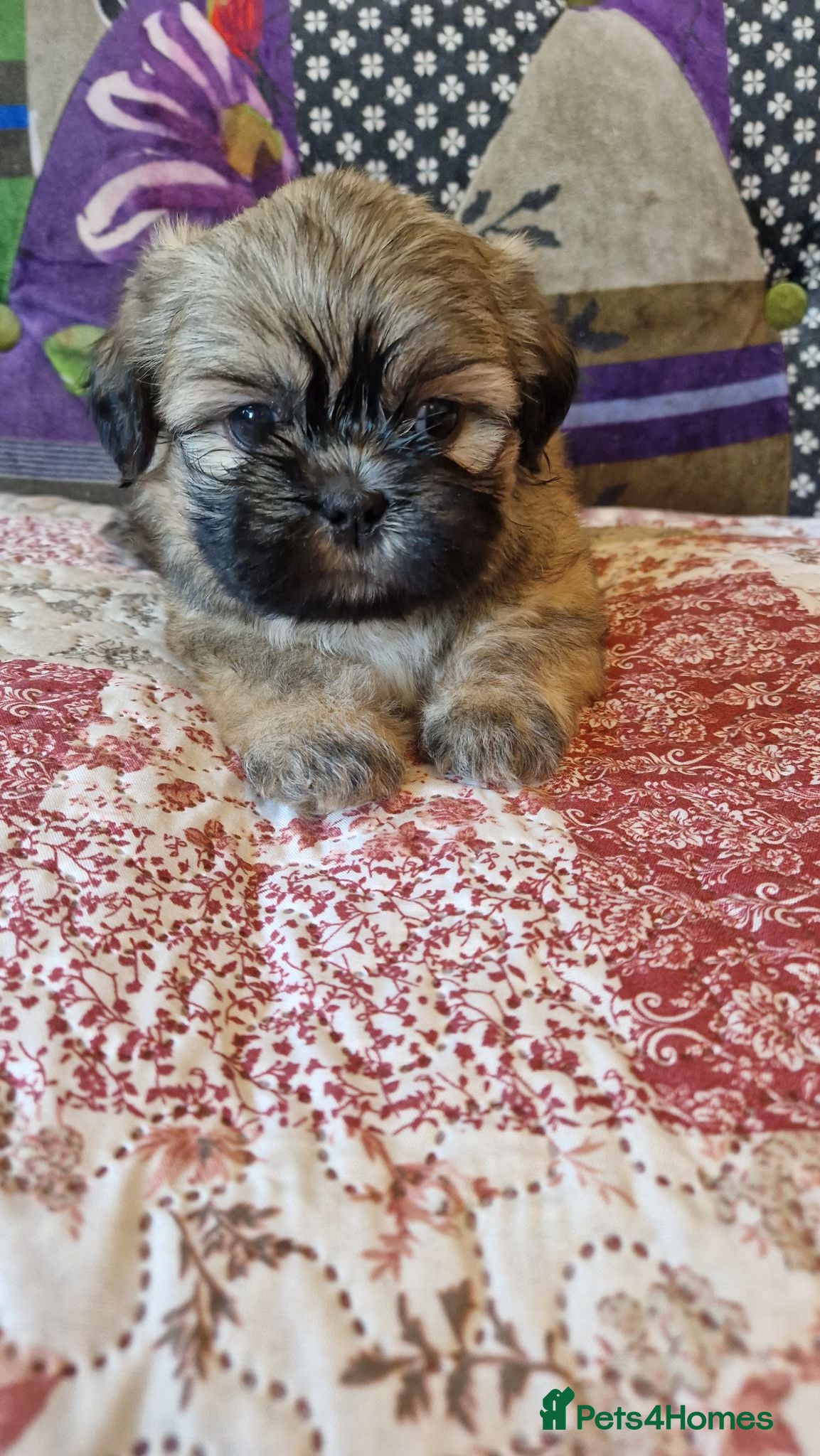 Shih Tzu dogs Shih-tzu pedigree puppies - Advert 2
