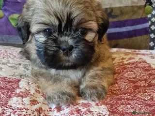 Shih Tzu dogs Shih-tzu pedigree puppies - Advert 2