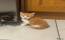 European cats for sale: Kittens 🐱  - Image 12