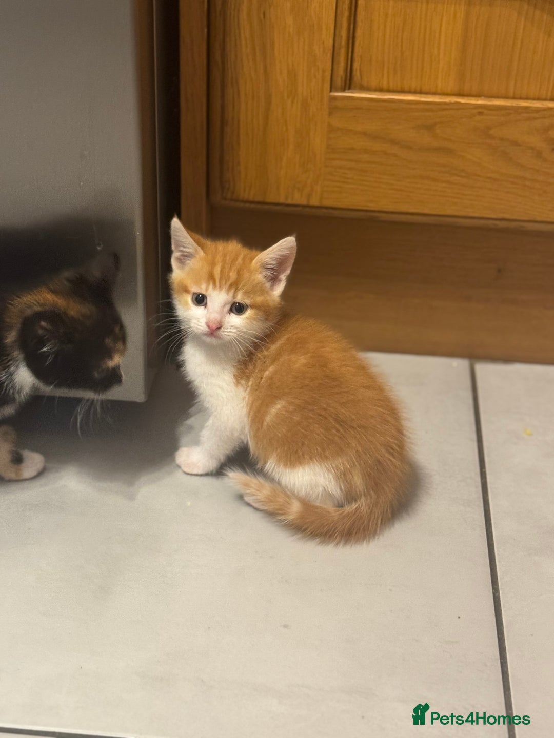 European cats for sale: Kittens 🐱  - Image 12