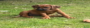 Rhodesian Ridgeback 8